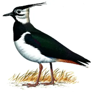 Image of The Pyewipe