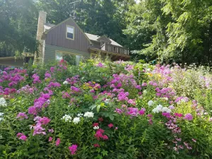 Image of Contented Cottage Bed And Breakfast