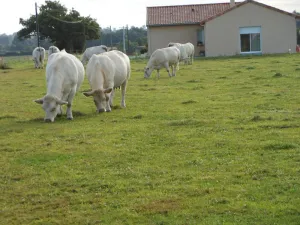 Image of Chambre D'hôtes La Basse Gougeonnière