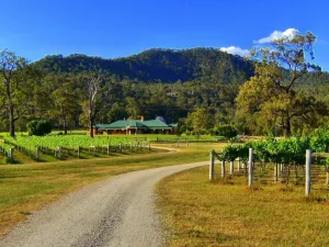 Image of Ascella Organic Wine