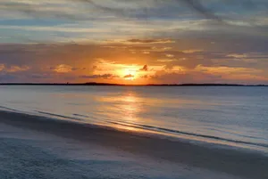 Image of Salty Pelican