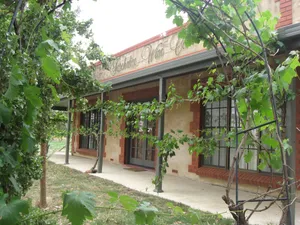 Image of Under the Vines