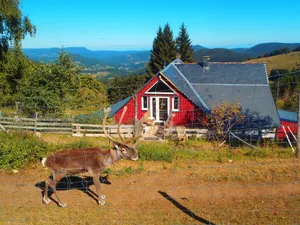 Image of La Petite Finlande