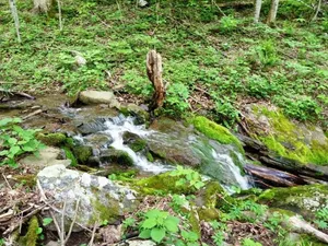 Image of A Wild Woods Retreat - 1 Br home