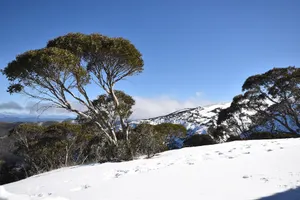 Image of Alpine Heights 10