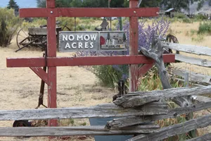 Image of No Mow Acres