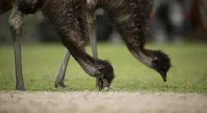 Image of Icon Central Halls Gap