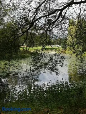 Image of Hill views. Pines 1