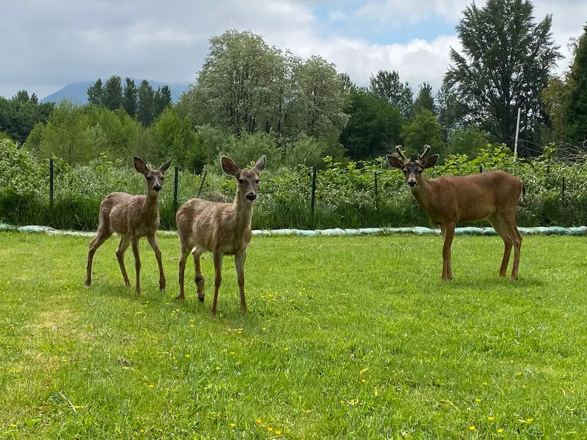 Sungri-La Next to Costco Issaquah villa Deer Park - Image 1