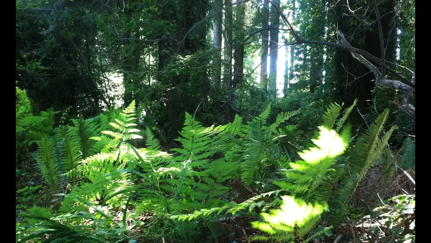 Eureka Redwood Retreat - Image 1