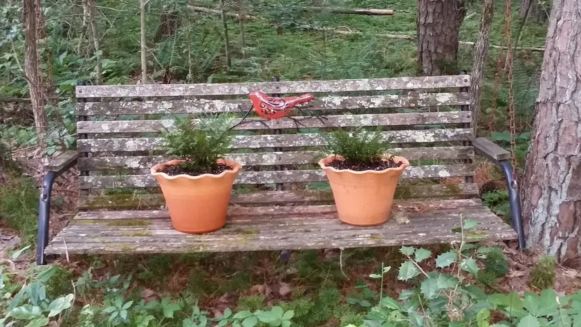 Redbird Retreat - dyrevenlige - Image 1