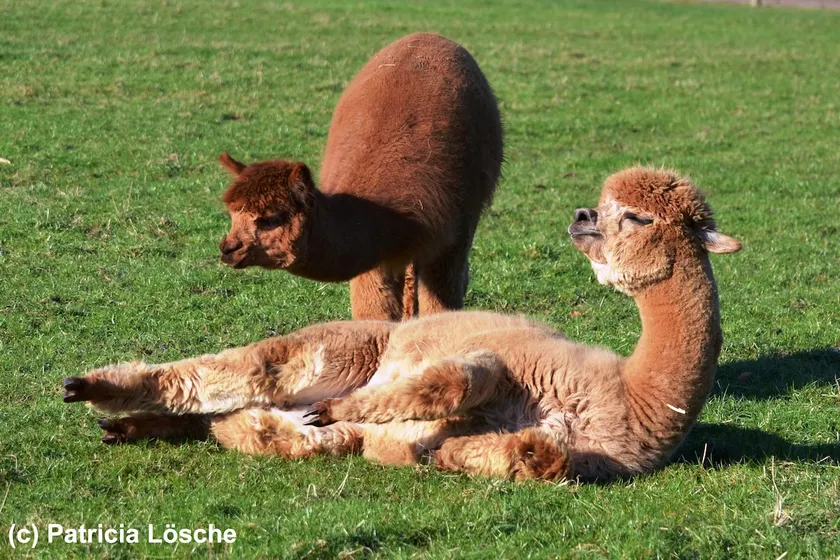 Oneroom-Appartement at our Alpacafarm - Image 1