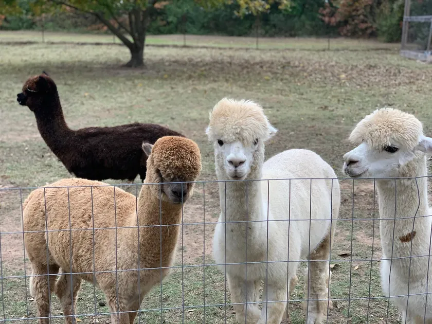 Alpaca Adventure - Image 1