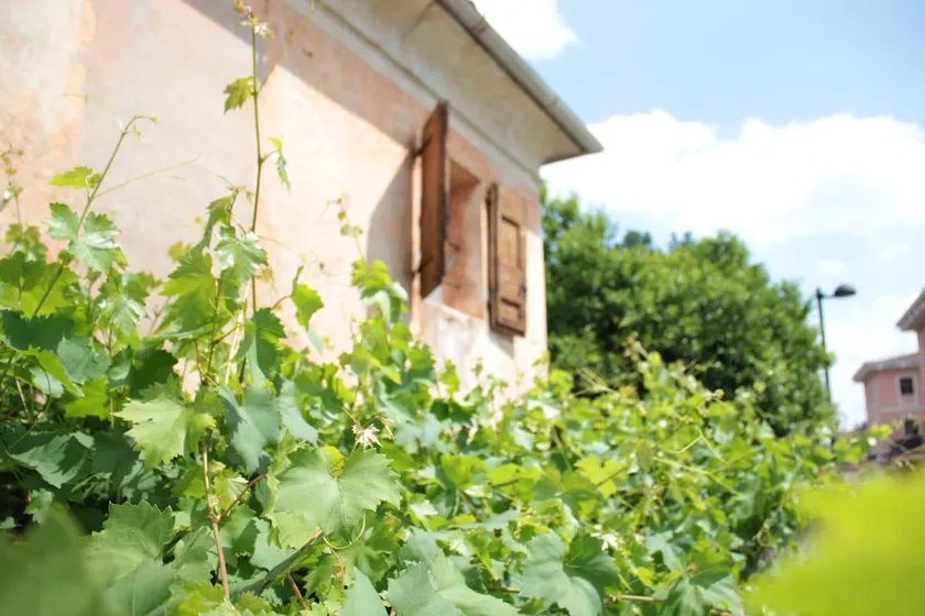 Alla vigna - Image 1
