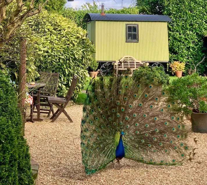 The Woodland Hut with Hot Tub Availability - Image 1