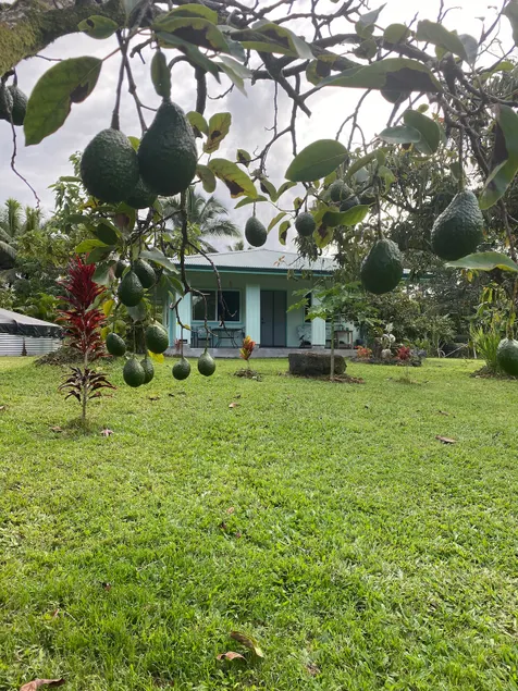 Avocado Acre (2 adults/3 kids max). No Smoking - Image 1