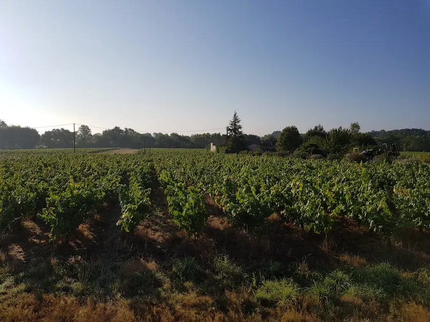 In the heart of the Nantes vineyard! - Image 1