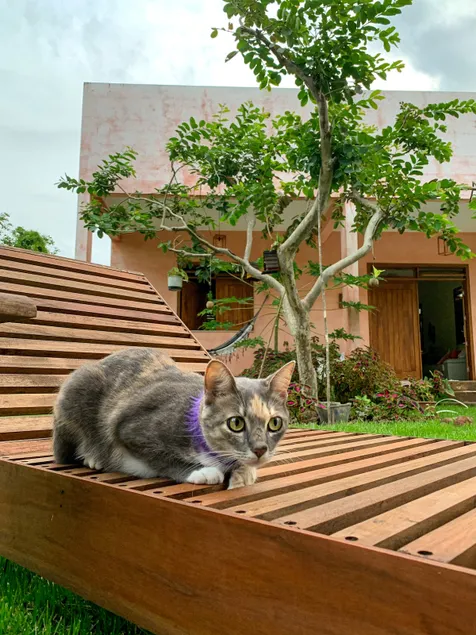 Casita Baiana: Unwind from the world. Greenery and the sea - Image 1