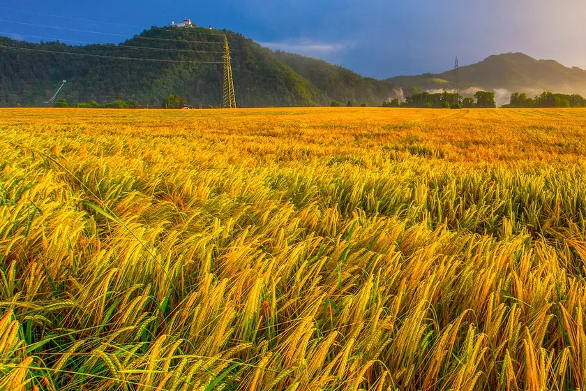 Golden Fields 2 BR Apt close to airport & Alps - Image 1