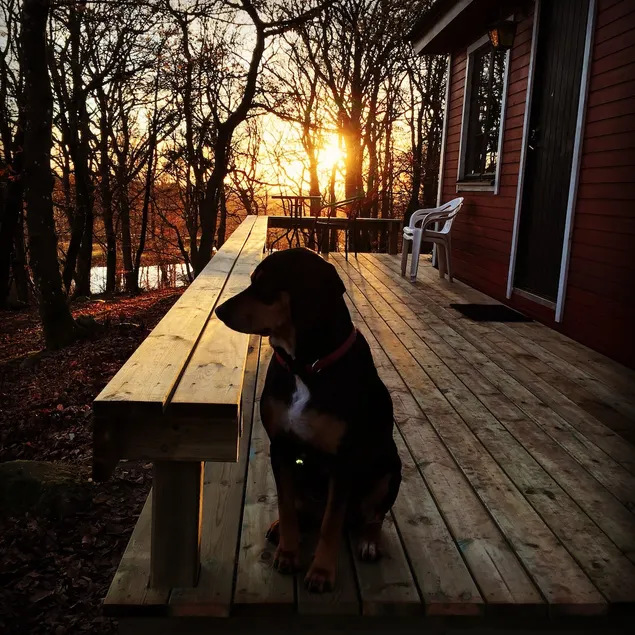 Happy Dogs Ranch-Cabin, Nature Retreat - Image 1