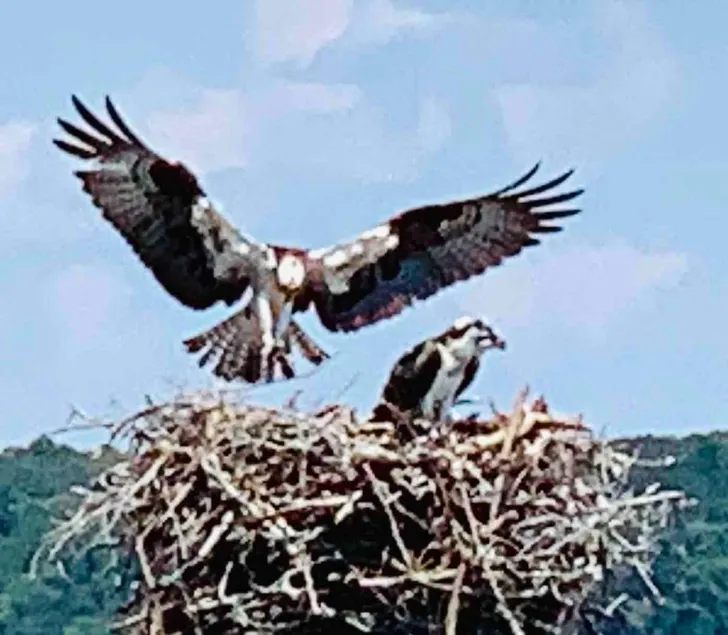 The Osprey - Image 1