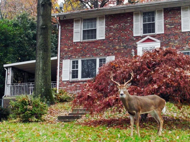 Parkside Retreat in DC. Pets Welcome to Stay Free - Image 1
