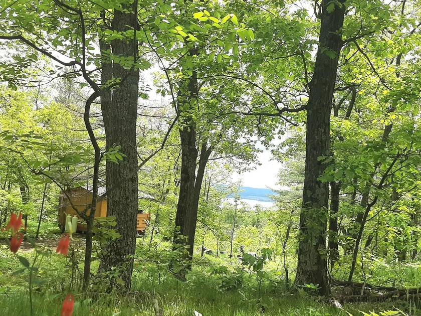 Pet Friendly Escarpment Hideaway | Lakeviews - Image 1