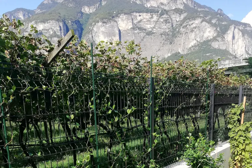 Lovely Falù apartment with garden among the vineyards - Image 1
