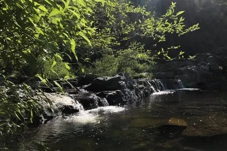 Commune in Nature to the Sound of Our Creek 2 - Image 1