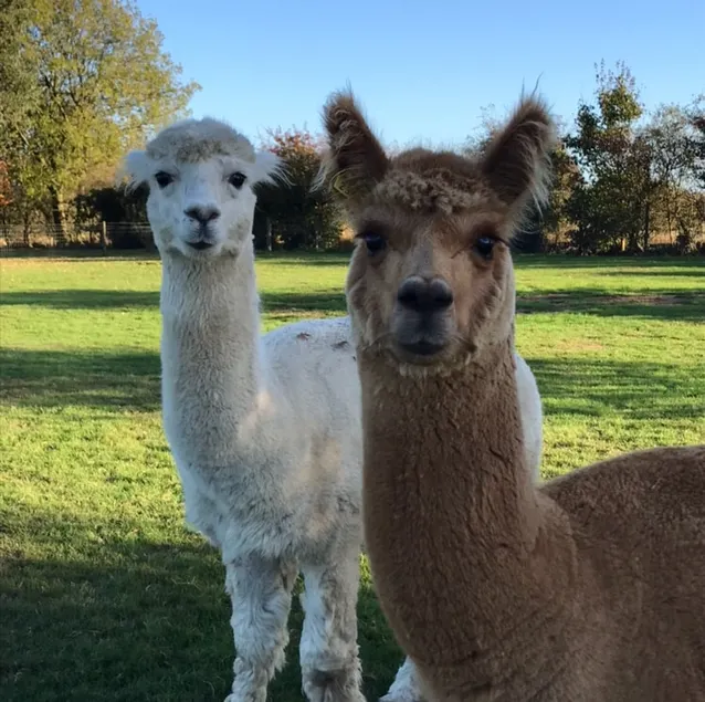 Comfortable & modern. Large garden with Alpacas - Image 1