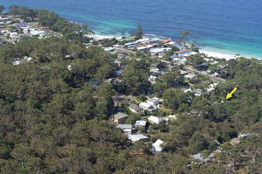 Black Wattle at Hyams Beach - Image 1