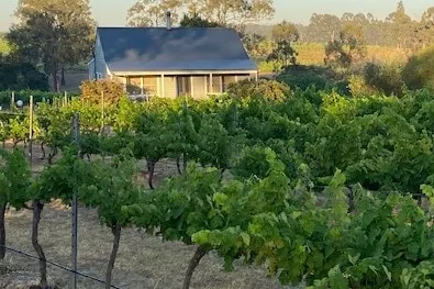 Cabernet Cottage, McCaffrey's Estate in Pokolbin - Image 1