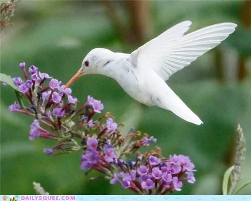 Hummingbird Haven - Image 1