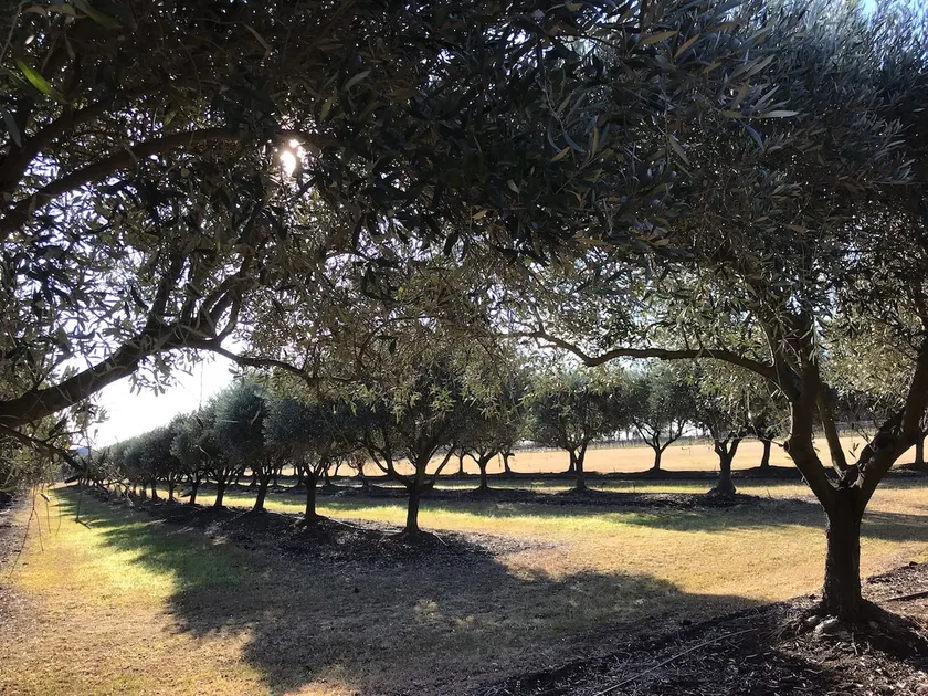 Olive Lane - Image 1