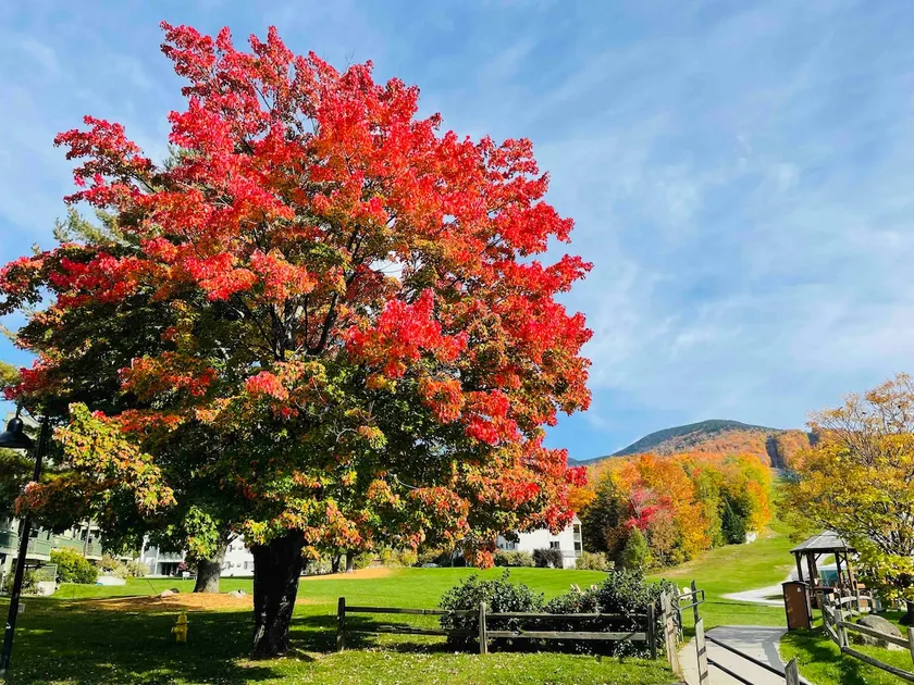 Vermont Foliage Loft | Smuggs + Stowe - Image 1