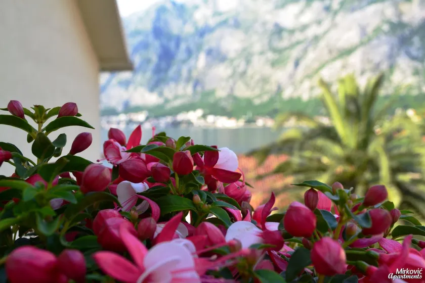 Apartment 10min from Kotor - Image 1