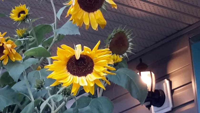 Sunflower Suite - Image 1