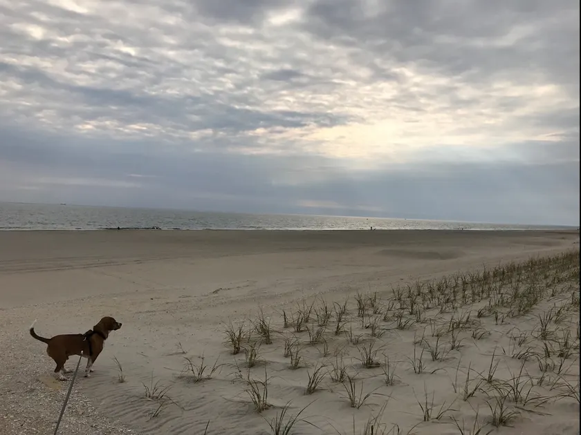 Dog & Family friendly home - Oceanside Brant Beach; 3 bdrm/2 full baths/sleeps 8 - Image 1