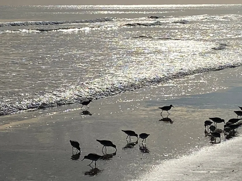 Magical Beach Sunrises & Surf Oceanfront 3BR/2BA - Image 1
