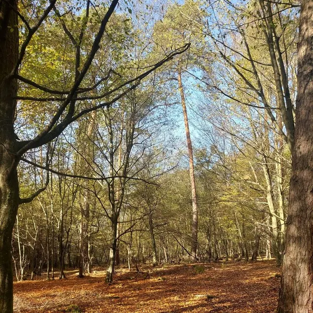 In the middle of the Spessart Forest near AB - Image 1