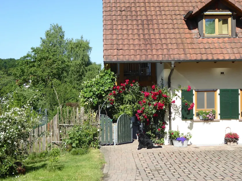 Waldblick - 50 sqm apartment - Image 1