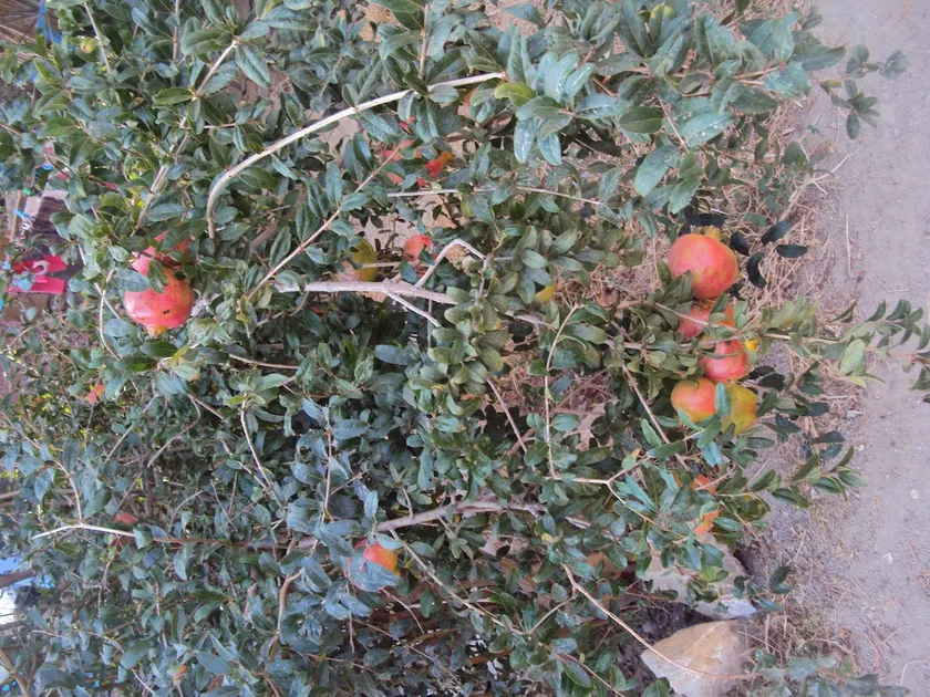 Greek island village life - Image 1