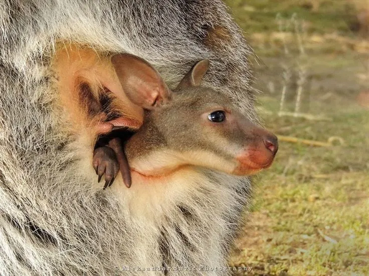Luxury Home in Nature surrounded by Wallabies - Image 1