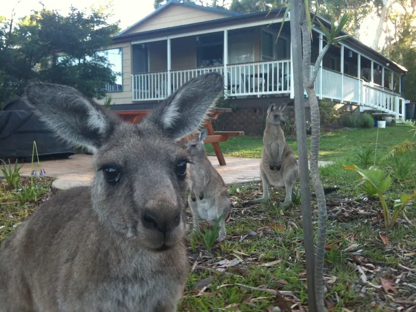 Bush & Bay Cottage, Jervis Bay - Natures Own - Image 1