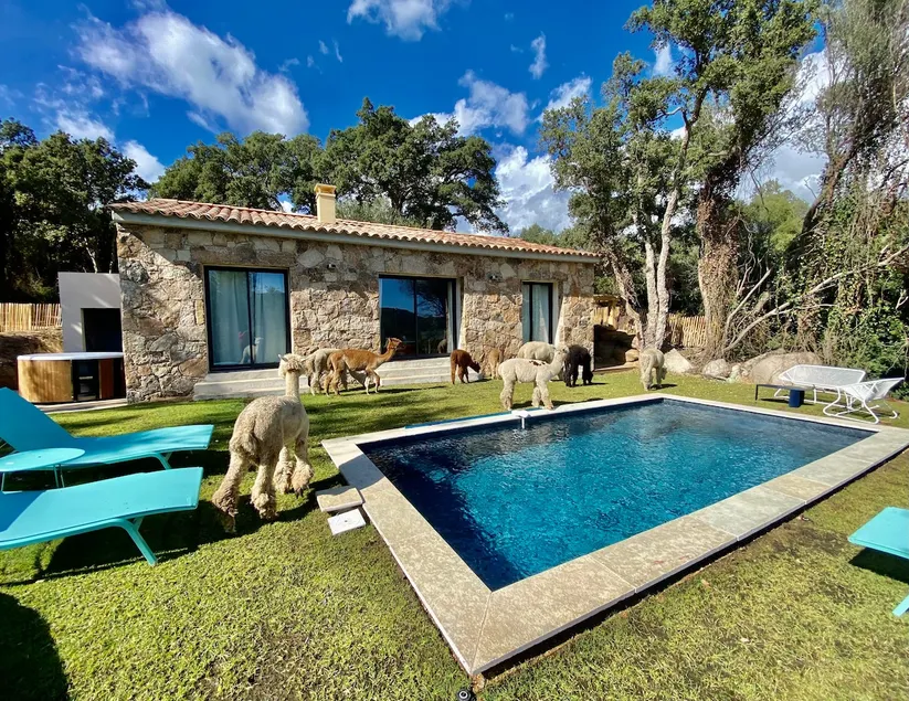 Beautiful sheepfold among the alpacas. 🦙 - Image 1