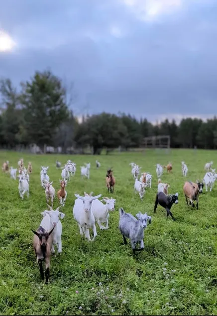 ~Country Getaway~Goat Farmstay~ @BlueMoonAcres - Image 1