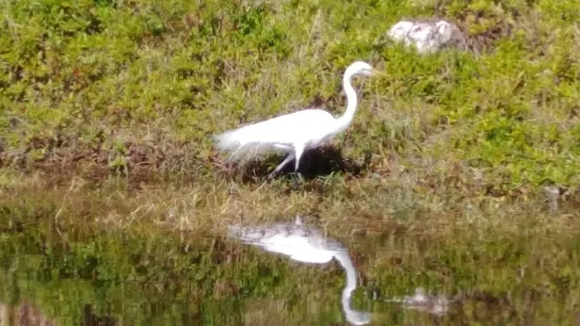 Nest for Two On a Canal - Image 1