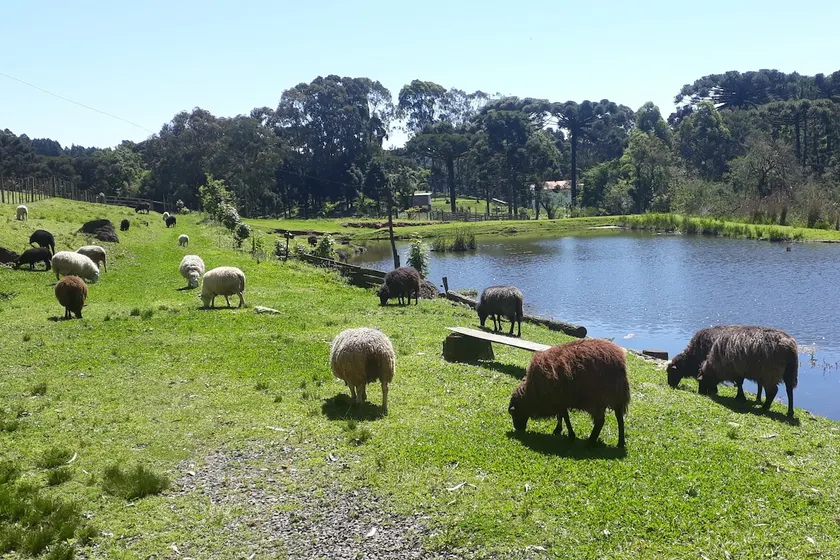 ”Recanto das Ovelhas” - Country house - Image 1