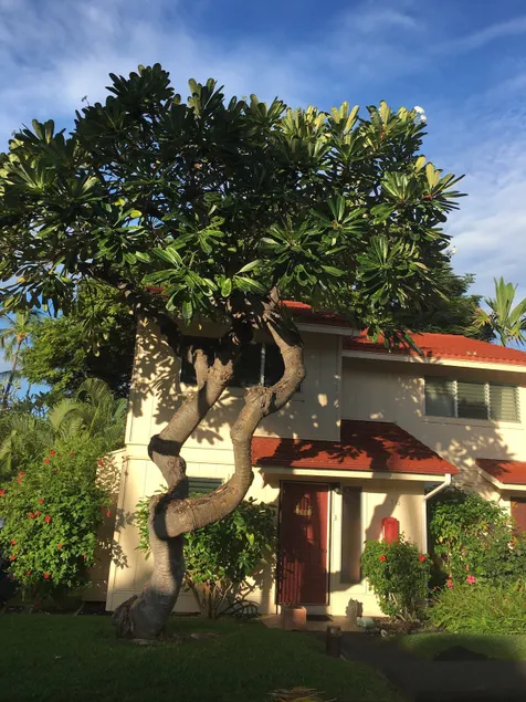 Tropical Gardens, Crashing Surf 16 - Image 1