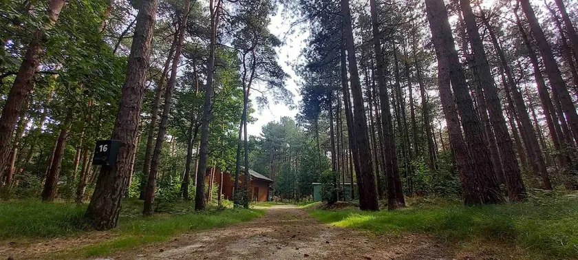 Cozy family cottage in the Kempen woods - Image 1